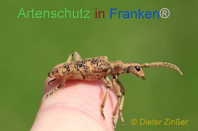 Bild zum Eintrag (1130488-160)