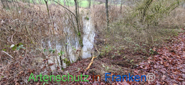 Bild zum Eintrag (1130492-160)