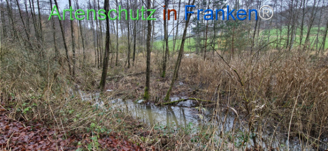 Bild zum Eintrag (1130493-160)