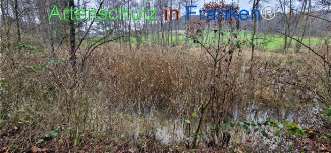 Bild zum Eintrag (1130494-160)