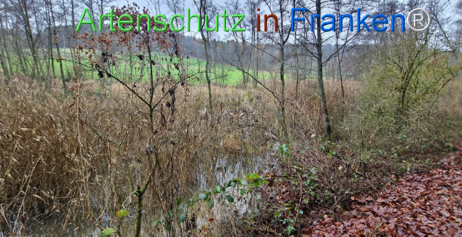Bild zum Eintrag (1130495-160)