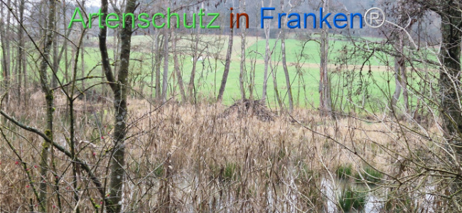 Bild zum Eintrag (1130500-160)