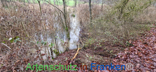 Bild zum Eintrag (1130507-160)