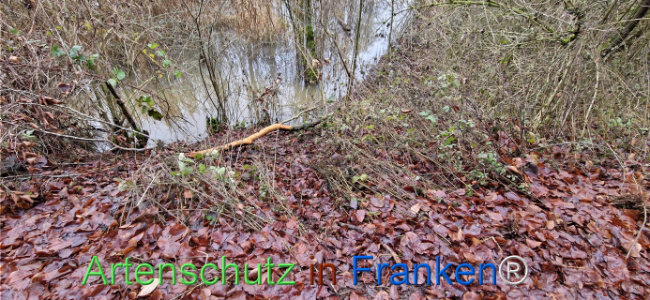 Bild zum Eintrag (1130508-160)