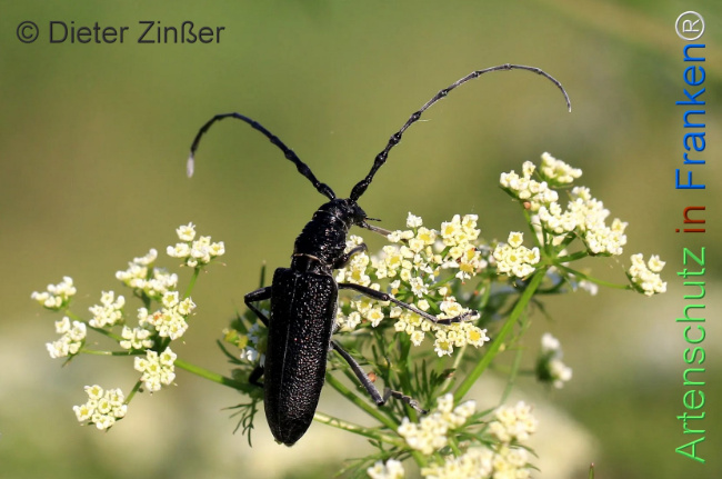 Bild zum Eintrag (1130516-160)