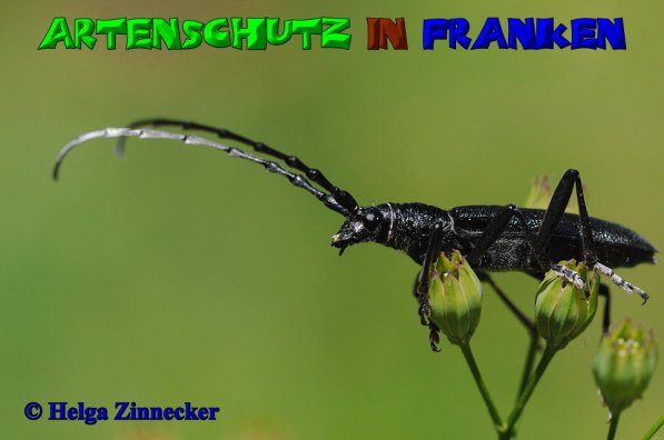 Bild zum Eintrag (1130518-160)