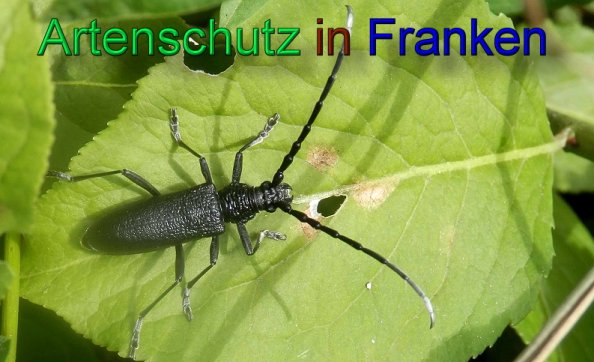 Bild zum Eintrag (1130521-160)