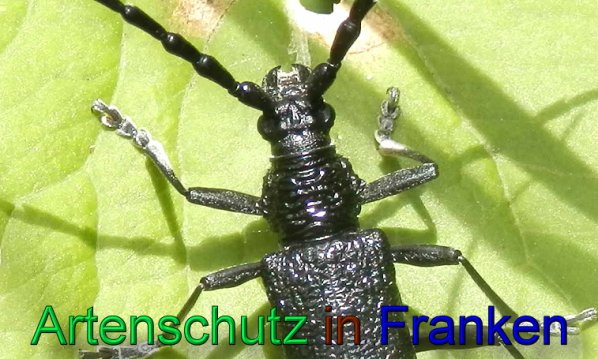 Bild zum Eintrag (1130523-160)