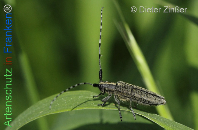 Bild zum Eintrag (1130531-160)