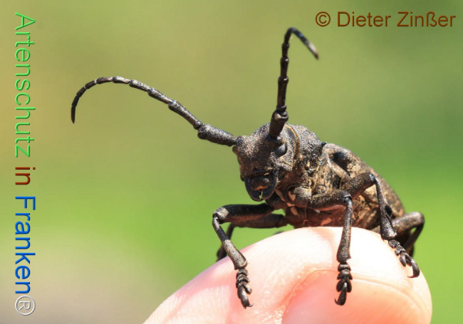 Bild zum Eintrag (1130533-160)