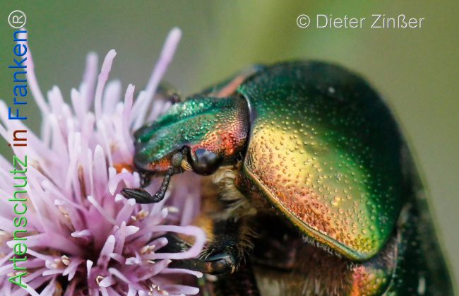 Bild zum Eintrag (1130540-160)