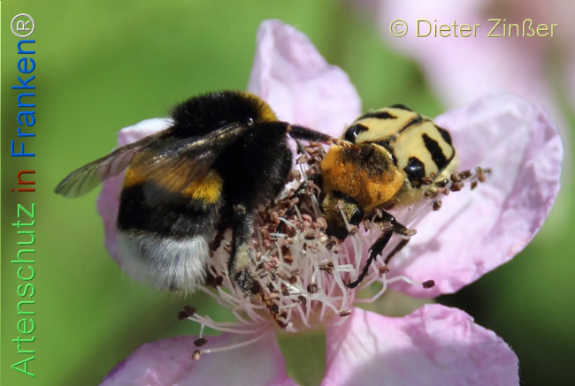 Bild zum Eintrag (1130543-160)