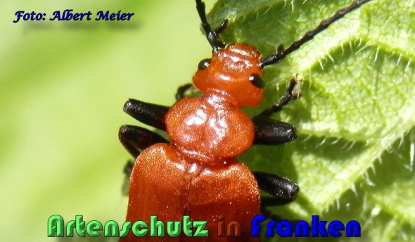 Bild zum Eintrag (1130557-160)