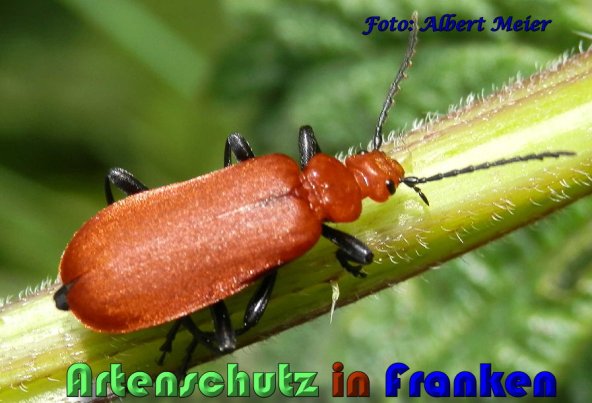 Bild zum Eintrag (1130558-160)