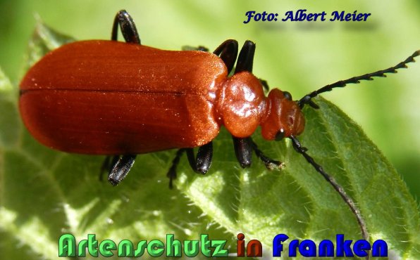 Bild zum Eintrag (1130559-160)