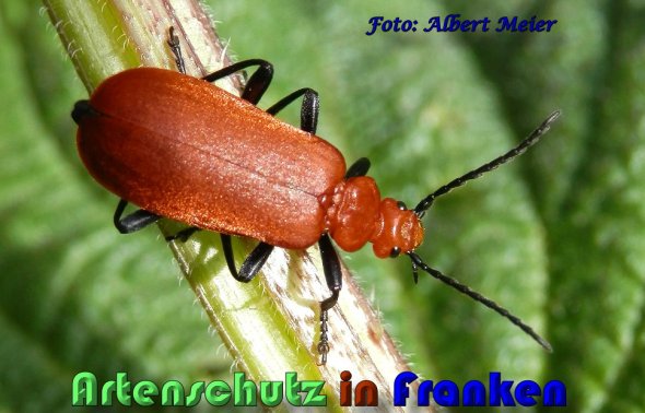 Bild zum Eintrag (1130563-160)