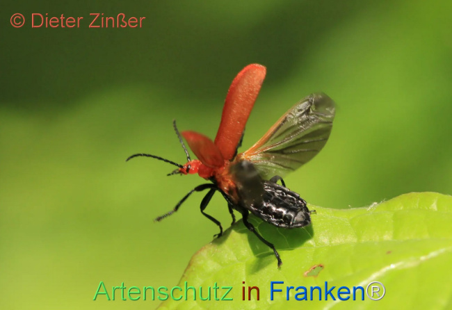 Bild zum Eintrag (1130565-160)