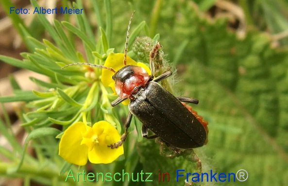 Bild zum Eintrag (1130570-160)