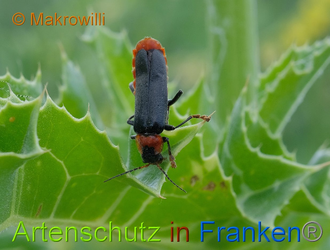 Bild zum Eintrag (1130575-160)