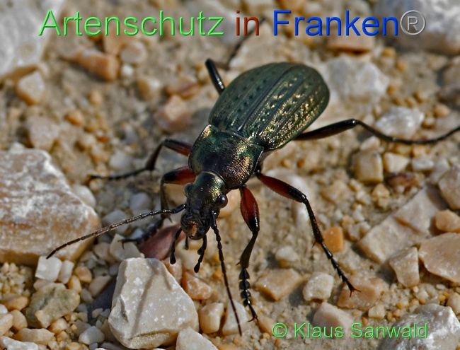 Bild zum Eintrag (1130578-160)