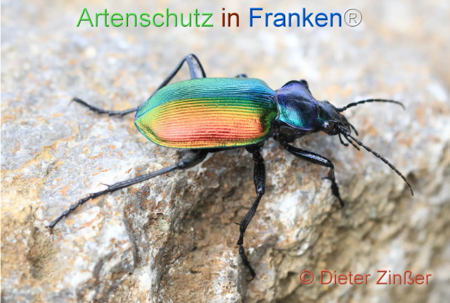 Bild zum Eintrag (1130580-160)