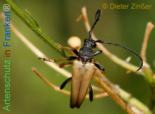 Bild zum Eintrag (1130585-160)