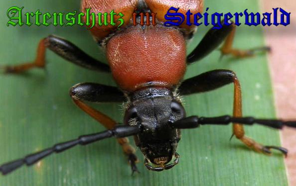 Bild zum Eintrag (1130586-160)