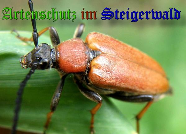 Bild zum Eintrag (1130588-160)