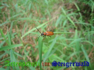 Bild zum Eintrag (1130590-160)