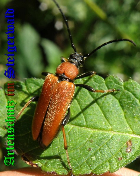 Bild zum Eintrag (1130592-160)