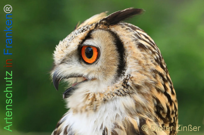 Bild zum Eintrag (1130598-160)