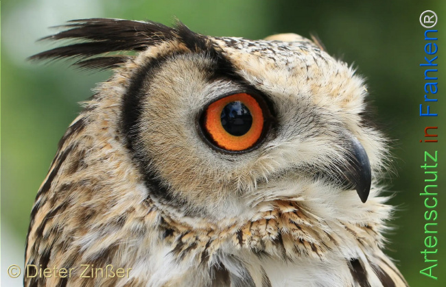 Bild zum Eintrag (1130599-160)