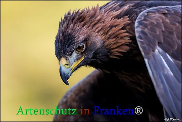 Bild zum Eintrag (1130612-160)