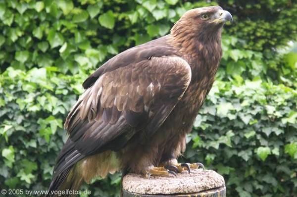 Bild zum Eintrag (1130613-160)