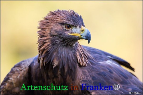 Bild zum Eintrag (1130616-160)