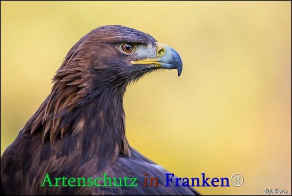 Bild zum Eintrag (1130617-160)