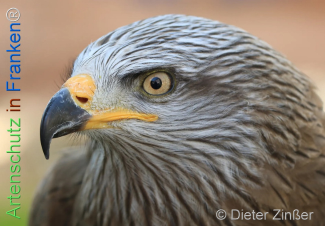 Bild zum Eintrag (1130634-160)