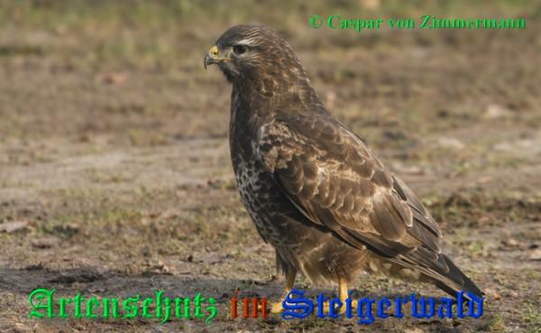 Bild zum Eintrag (1130642-160)