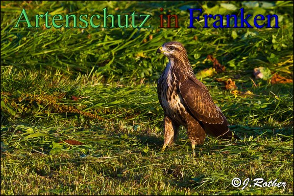 Bild zum Eintrag (1130647-160)