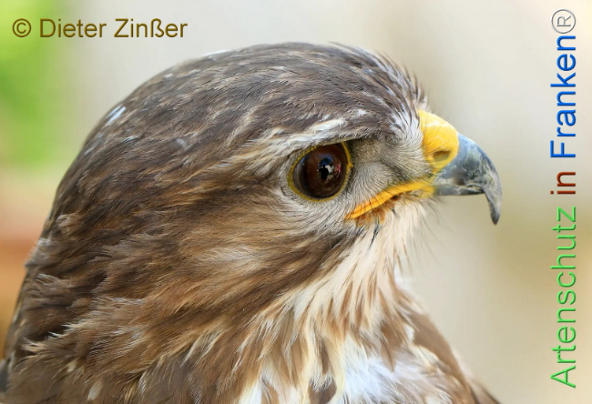 Bild zum Eintrag (1130655-160)