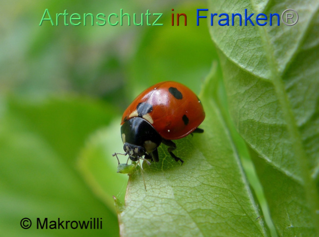 Bild zum Eintrag (1130675-160)