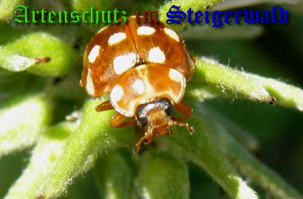 Bild zum Eintrag (1130676-160)