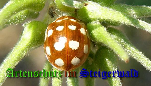 Bild zum Eintrag (1130677-160)