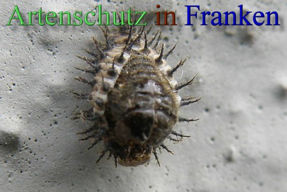 Bild zum Eintrag (1130678-160)