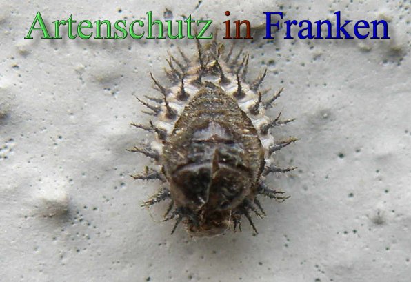 Bild zum Eintrag (1130679-160)