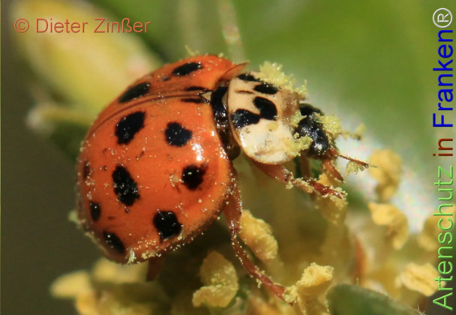 Bild zum Eintrag (1130687-160)