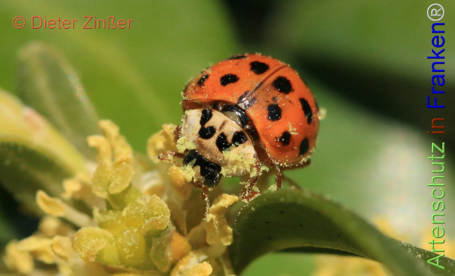 Bild zum Eintrag (1130688-160)