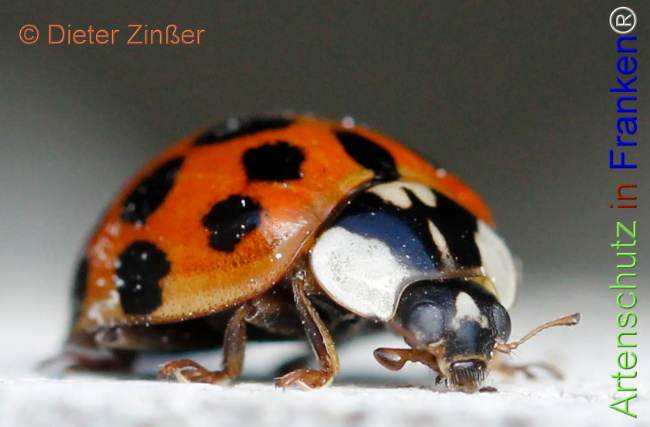 Bild zum Eintrag (1130694-160)