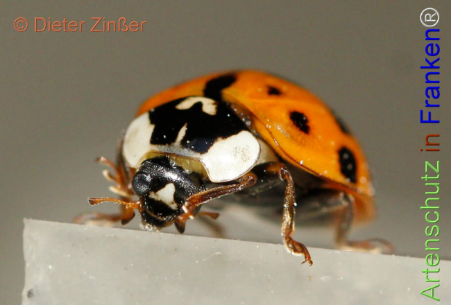 Bild zum Eintrag (1130695-160)