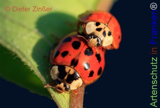 Bild zum Eintrag (1130696-160)